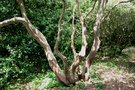 vignette Rhododendron tronc
