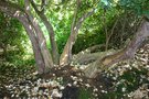 vignette Rhododendron tronc