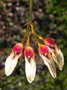vignette Bulbophyllum longiflorum