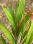 vignette Carex scaposa
