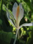 vignette Hedychium forrestii (cult.)