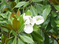 vignette Magnolia grandiflora 