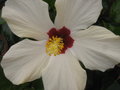 vignette Hibiscus rosa sinensis blanc