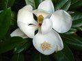 vignette Magnolia grandiflora exmouth et son norme fleur au 23 06 10