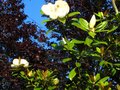 vignette Magnolia grandiflora exmouth au 23 06 10