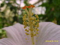 vignette Hibiscus rosa sinensis, x archeri ?