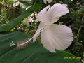 vignette Hibiscus rosa sinensis ? x archeri ?