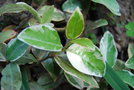 vignette Trachelospermum jasminoides 'Variegatum'
