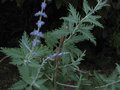 vignette Perovskia atriplicifolia blue spire au 24 06 10