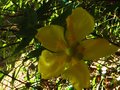 vignette Hypericum Hidcote au 24 06 10