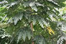 vignette Schefflera elegantissima : feuillage adulte
