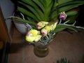 vignette orchide vanda