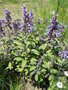 vignette Salvia officinalis 'Purpurascens' - Sauge officinale pourpre