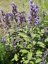 vignette Salvia officinalis 'Purpurascens' - Sauge officinale pourpre