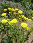 vignette Chrysanthemum coronarium - Chrysanthme des jardins