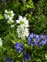 vignette Echium vulgare - Vipérine commune