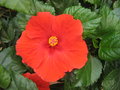 vignette Hibiscus rosa sinensis rouge