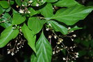 vignette Premna japonica   / Lamiaceae   / Japon