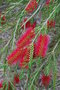 vignette Callistemon rigidus / Myrtaceae / Australie