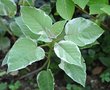 vignette Fuchsia fulgens variegata