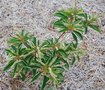 vignette Clethra barbinervis / Clethraceae / Japon
