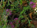 vignette melaleuca thymifolia au 25 06 10