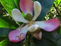 vignette Manglietia Insignis dernire et septime fleur au 26 06 10