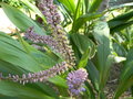 vignette Cordyline stricta ?