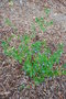 vignette Sollya heterophylla / Pittosporaceae / Australie