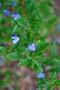 vignette Sollya heterophylla / Pittosporaceae / Australie