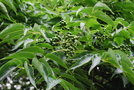 vignette Phellodendron amurense / Rutaceae / Chine du nord