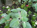 vignette Plectranthus argentatus