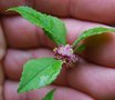 vignette Ilex serrata / Aquifoliaceae / Japon