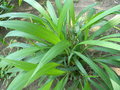 vignette Setaria palmifolia