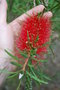 vignette Callistemon viminalis / Myrtaceae / Australie
