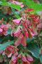 vignette Acer ginnala / Sapindaceae / Mandchourie