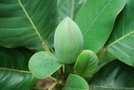 vignette Magnolia delavayi   / Magnoliaceae  / sud Yunnan