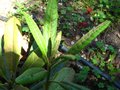 vignette Rhododendron Kyawii nouvelles pousses au 26 06 10