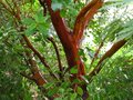 vignette Arbutus andrachnoides au magnifique tronc au 28 06 10