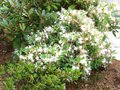 vignette Rhododendron Atlanticum trs parfum au 28 06 10