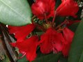 vignette Rhododendron Melville dernire fleur au 28 06 10