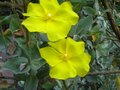 vignette Halimium atriplicifolium gros plan au 28 06 10