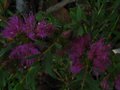 vignette Melaleuca thymifolia au 28 06 10