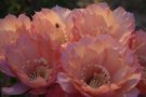 vignette echinopsis sleeping beauty