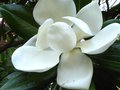 vignette Magnolia grandiflora exmouth au 29 06 10