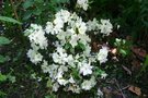 vignette Rhododendron 'Olga Niblett'