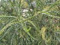 vignette Acacia pravissima en instance de floraison au 20 03 10