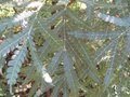 vignette Lyonothamnus asplenifolius gros plan des  feuilles au 10 08 09
