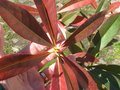 vignette Schima superba et ses merveilleuses grandes feuilles trs colores au 05 03 10