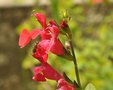 vignette Sauge - Salvia microphylla